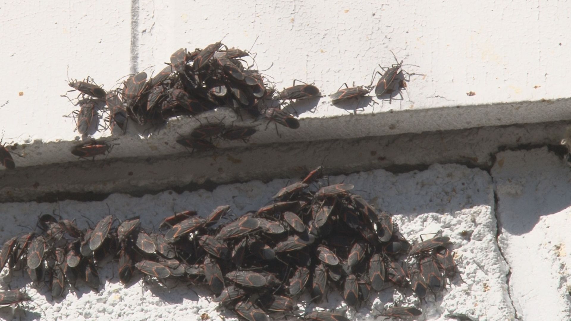 Bugs are back unusually early in East Tennessee